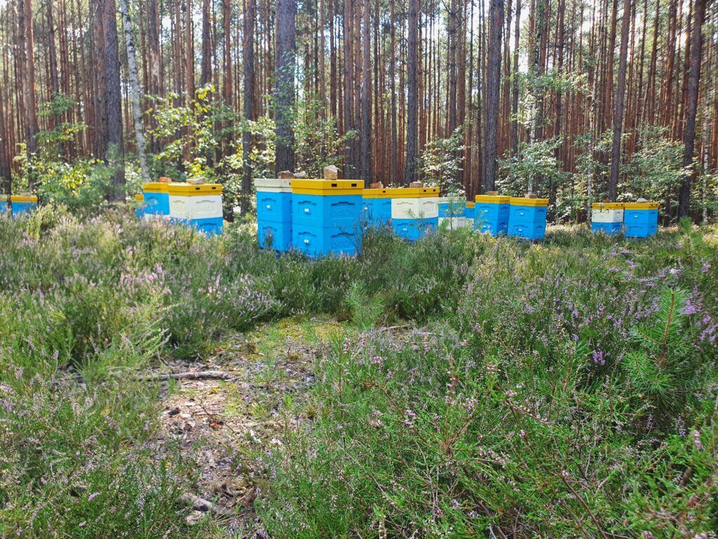 Ule w lesie z kwiatami